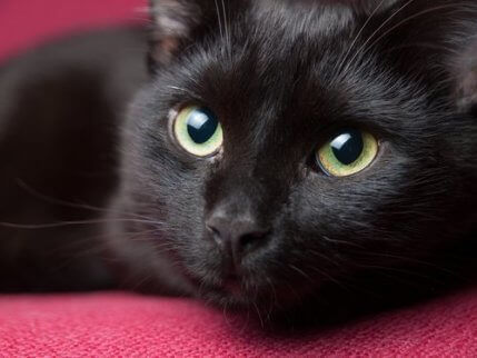 En bombaykatt som ser på kameraet