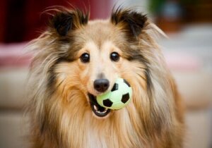 Å finne den perfekte gave til hunden din
