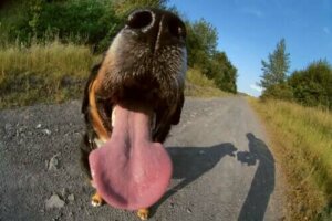 Årsaker til halitose hos hunder