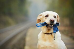 Hvordan få hunden din til å bruke halsbånd