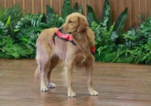 Hunden Happy: Hun sprer glede uansett hvor hun går