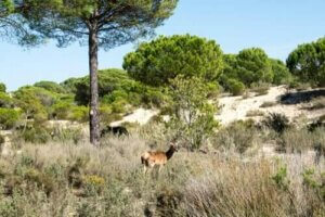 Miljønettverket Natura 2000