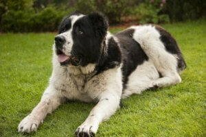 Filariasis hos hunder: Også kjent som hjerteorm