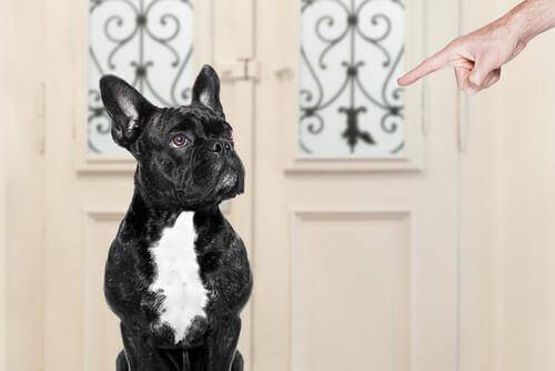 Hva gjør du galt når du trener hunden din?