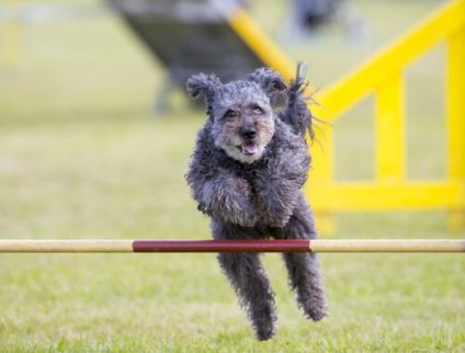 Pumi løper og hopper