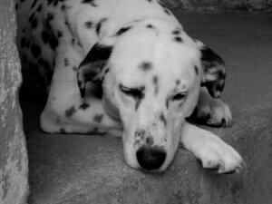 Lær hvordan du oppdager anemi hos hunder