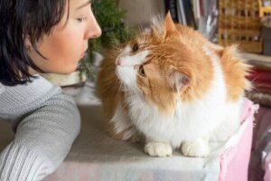 Tips til hvordan du kan oppdra en snill katt