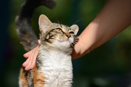 En katt som blir klappet
