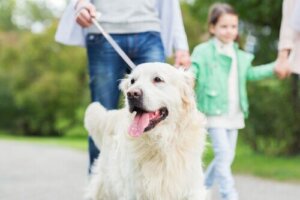 10 ting hunden din gjør for deg ubetinget