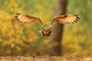 Europeiske ugler: Nattaktive rovfugler
