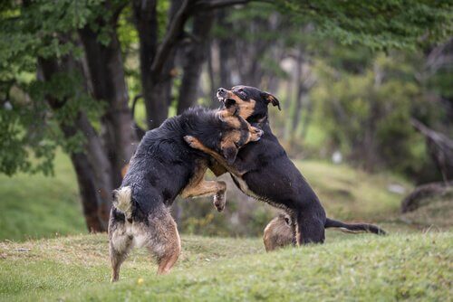 Den kriminelle underverdenen rundt hundekamper