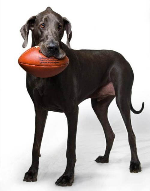 Giant George var verdens største hund frem til 2012. 