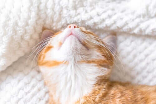 En katt som sover i en seng.