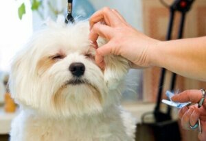 Hvorfor bruke strippeteknikken på hunden din?