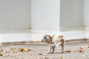 Skabb hos valper: Årsaker og symptomer