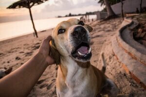 Er hundeforsikring virkelig nødvendig?