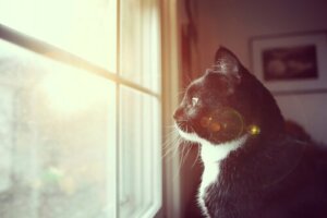 7 måter å finne ut om katten din er døv på