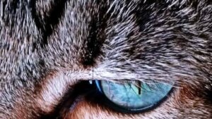 Katters pels - Hvorfor endrer den farge?