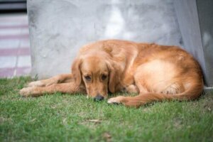 Slik vet du om kjæledyret trenger time hos hundepsykolog