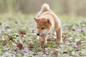 Lær om noen av ferdighetene til hunder!