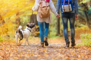De beste måtene å nyte en gåtur med hunden på