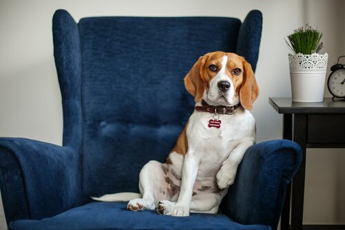 Hund hos hundepsykolog