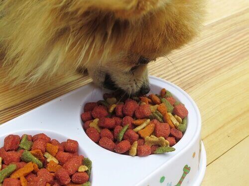 En hund som blir fôret