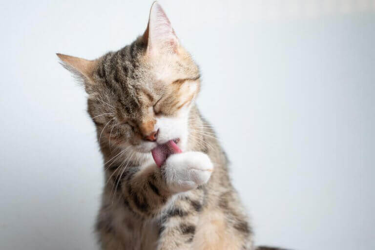 Lurer du på om katten din er kjølig om sommeren?