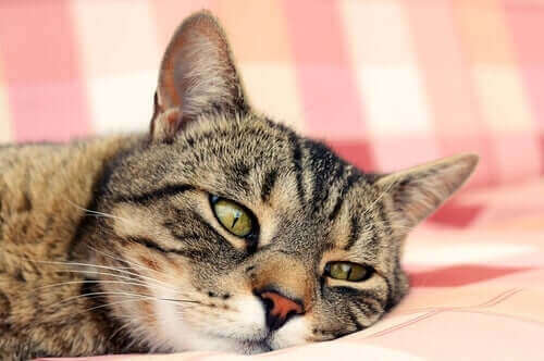 Katten din er kjølig om sommeren ved å gjøre mange av de samme tiltakene som du selv gjør.
