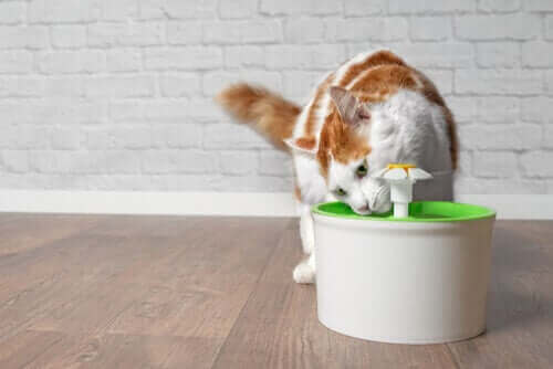 Vannfontener er flott for å få katten din til å drikke nok vann. 