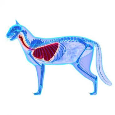 Anatomien til en katt