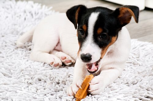 Kosttilskudd for hunden din: Hva er det beste?