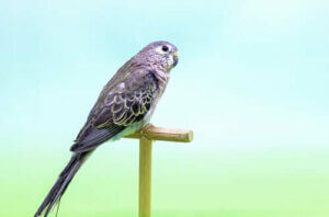 Kostholdet og habitatet til pastellparakitt