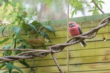 Kostholdet til pastellparakitt