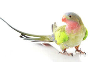 Hvor fikk prinsesseparakitt navnet sitt fra?