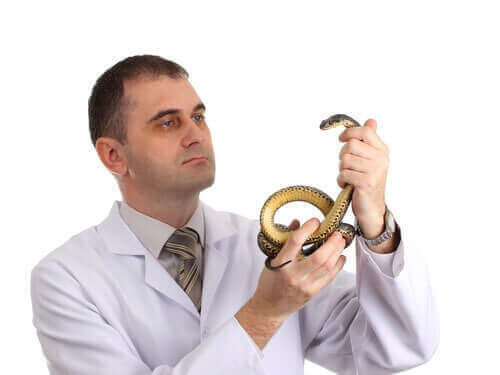 Vurderinger før man skaffer seg et reptil som kjæledyr
