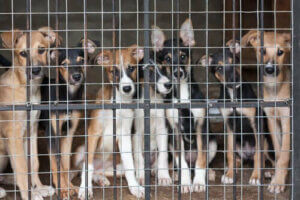 Hva er riktig alder for å sterilisere en hund?