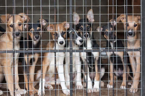 Hva er riktig alder for å sterilisere en hund?