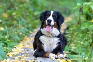 Alt du trenger å vite om berner sennenhund