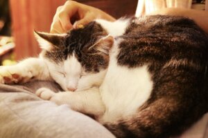 De tre beste måtene å klappe katten din på