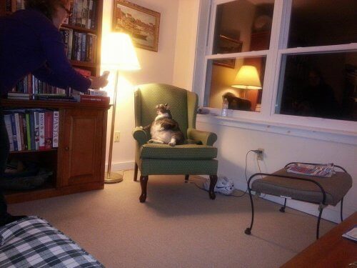 Verdens tykkeste katt bor på et hotell