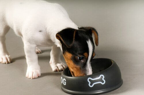 En jack russell som spiser fra en bolle.