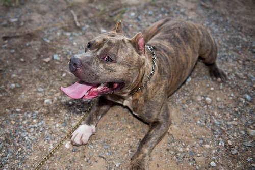 En pitbull, et av eksemplene når folk spør om rase avgjør hundens aggresjon?