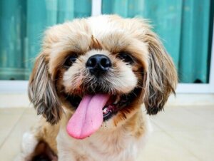 Hunden din kan huske tingene du gjør