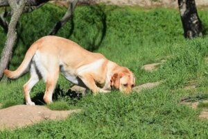 Hvordan trene hunden din til å spore ting