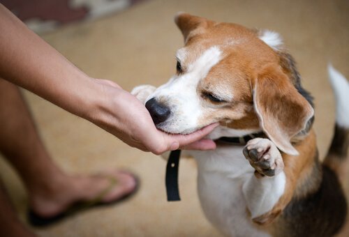 Når og hvordan bør vi gi hunden godbiter?