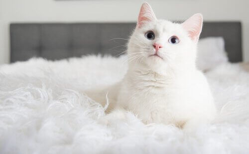 Tre ting du lærer når du adopterer en katt
