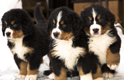 Tre valper av berner sennenhund.