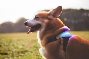 Vil du vite hvordan hunden din føler seg? Nå kan du det!