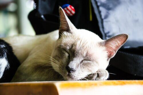 8 av fordelene ved å adoptere en eldre katt